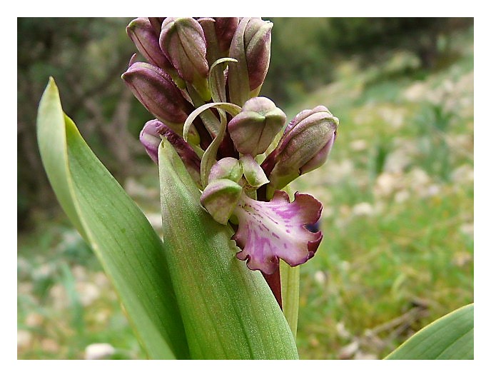 Barlia robertiana